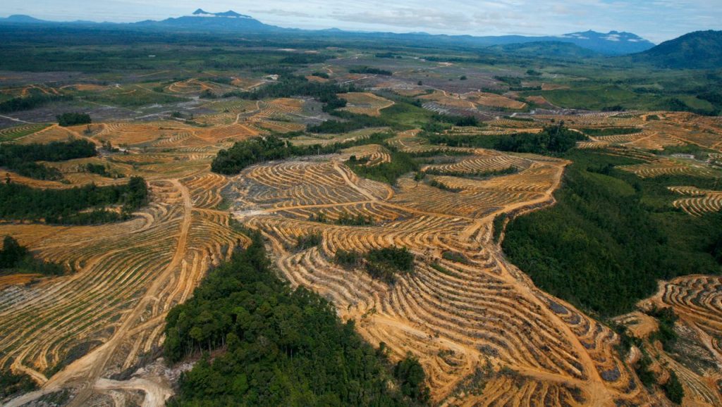 Minyak sawit: Sri Lanka melarang impor dan pertanian