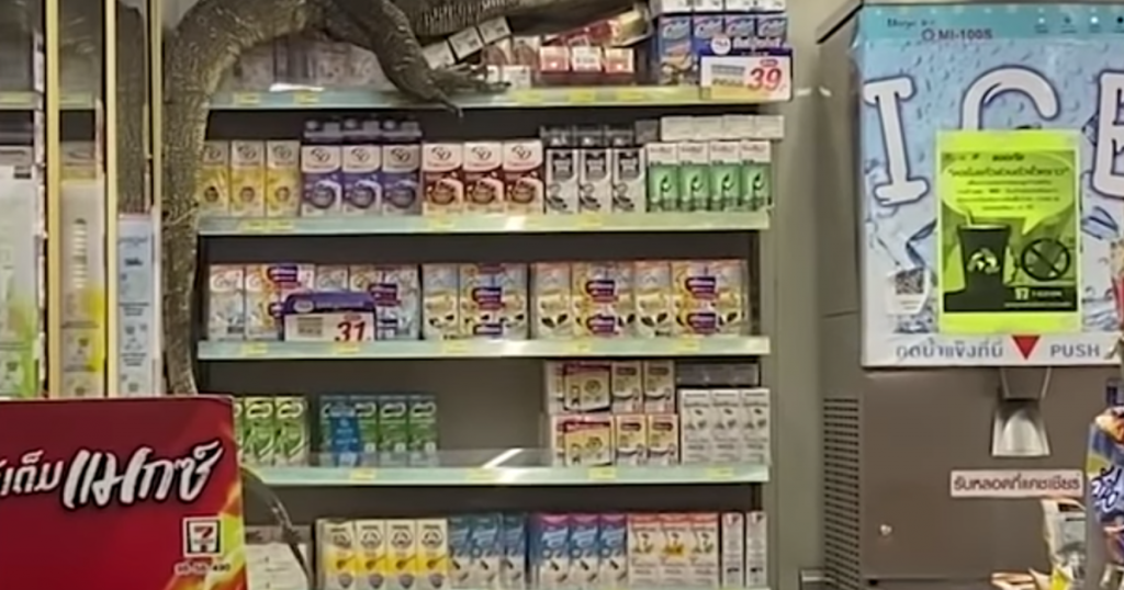 Seekor kadal raksasa menyerang supermarket