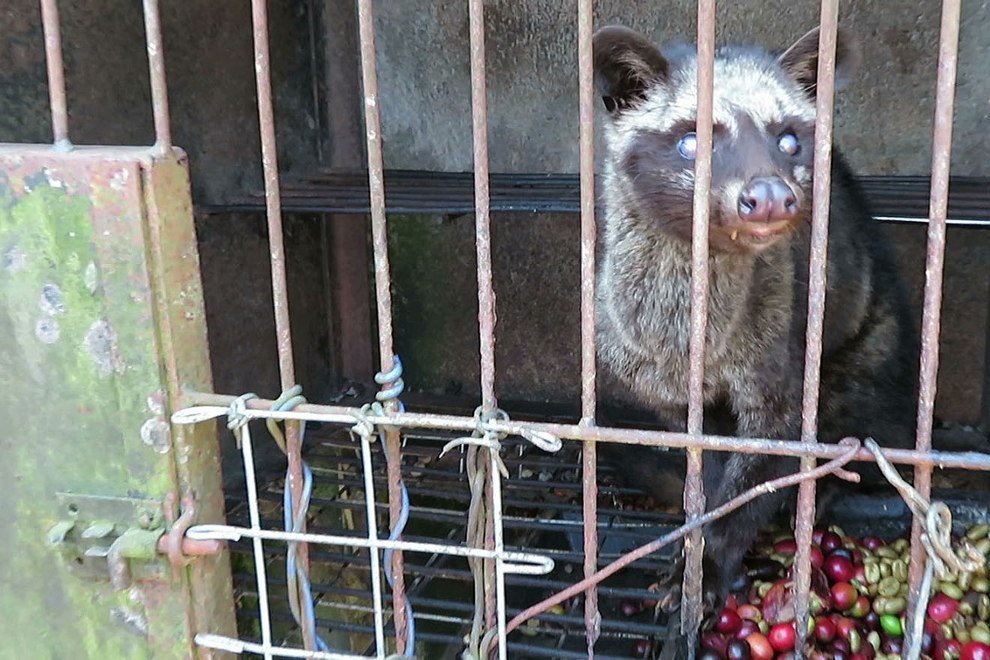 Schleichkatzen in Drahtkäfigen: Aktiv werden gegen Kopi Luwak