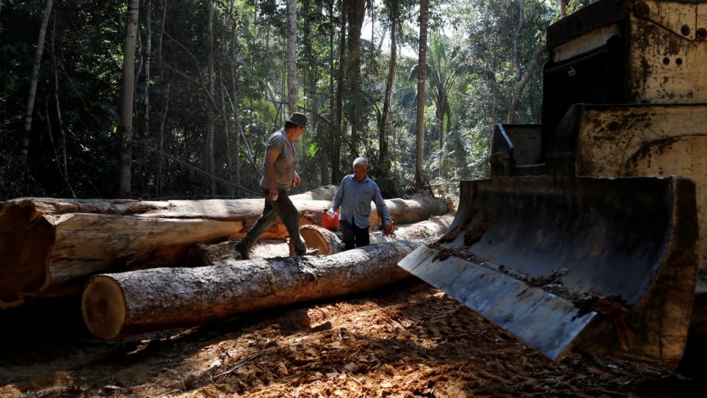 Hutan Hujan: Cina menginvestasikan $ 15 miliar pada perusahaan pembalakan liar - kebijakan luar negeri