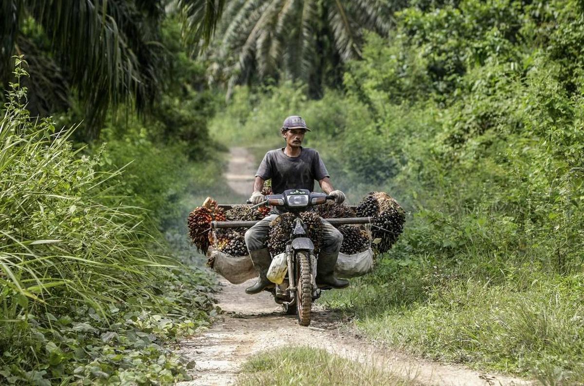 Dari sudut pandang lingkungan, sekarang tentang melindungi kawasan hutan yang ada semaksimal mungkin: pekerja kelapa sawit di Indonesia. 
