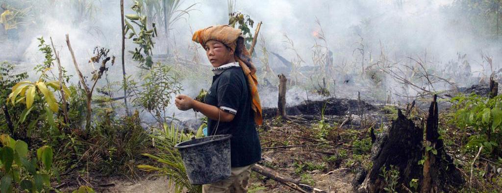 Era baru di Indonesia - sekarang booming kelapa sawit sudah di depan mata