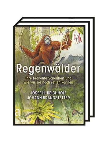 Joseph H. Reichholf tentang "Hutan hujan": Joseph H. Reichulf: Hutan hujan.  Keindahan mereka yang terancam dan bagaimana kita masih bisa menyelamatkan mereka.  Menggambar oleh Johann Brandstadter.  Bait Suci, Berlin 2021. 270 halaman, €32.