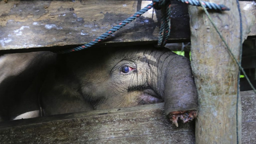 Indonesia: Pemburu Bunuh Bayi Gajah – Belalainya Harus Diamputasi – Berita Luar Negeri