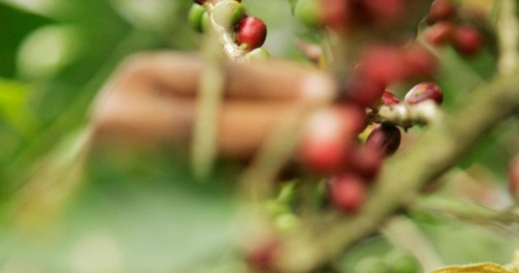 Für Kaffee, Mete dan Alpukat wird es in Hauptanbaugebieten eng