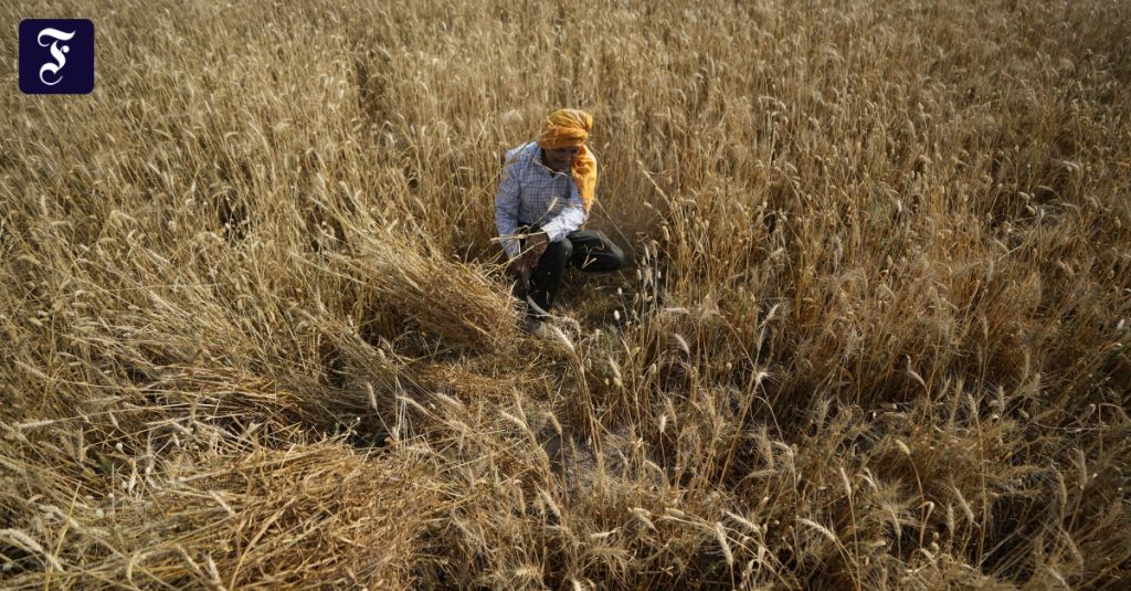 India juga dapat menghentikan ekspor gandum