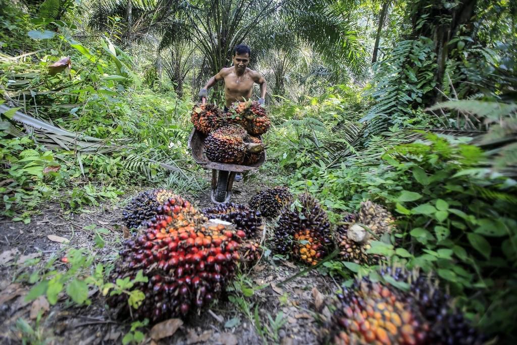 Memanen kelapa sawit di Sumatera adalah kerja keras.