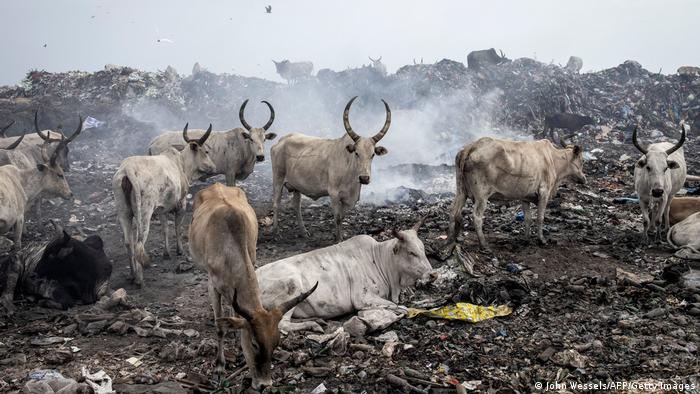 Sekawanan sapi makan dan tidur di tempat pembuangan sampah. 
