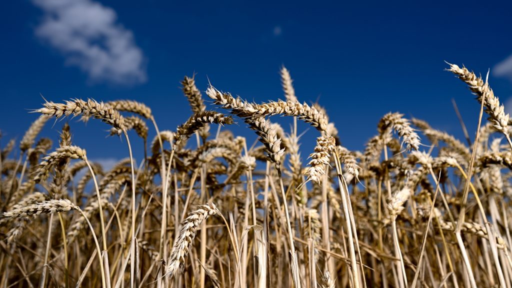 Prakiraan panen gandum PBB: mengapa gandum semakin murah lagi