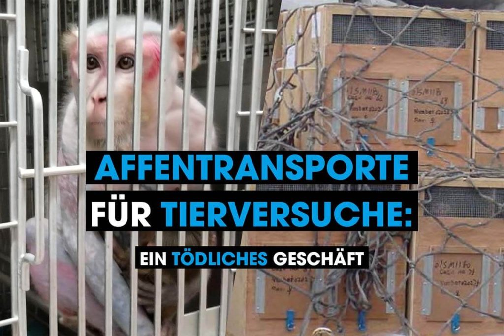 Mengangkut monyet untuk pengujian hewan: tindakan mematikan