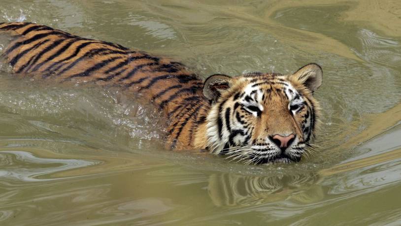 Die Anzahl der in Freiheit lebenden Tiger hat zuletzt etwas zugenommen - aber ihr Lebensraum ist in den vergangenen hundert Jahren um rund 95 Prozent geschrumpft. (Symbolbild)