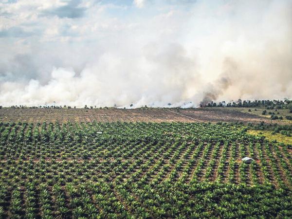 Indonesia merupakan produsen minyak sawit terbesar di dunia.