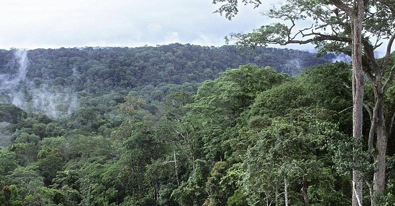 Kongo: hutan hujan terancam |  surat harian